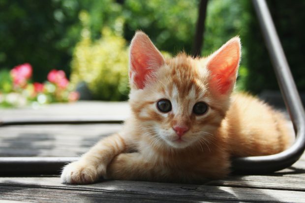 Cute Kitten Backgrounds.
