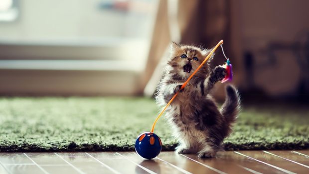 Cute Kitten Backgrounds Free Download.