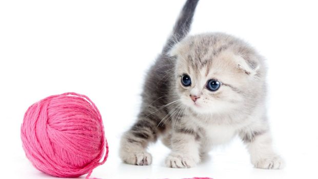 Cute Kitten Backgrounds HD 1080p.