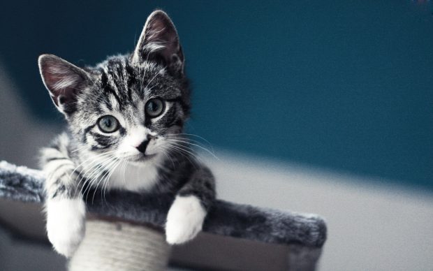 Cute Kitten Backgrounds HD Free download.