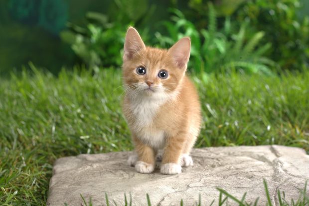 Cute Kitten Backgrounds High Quality.