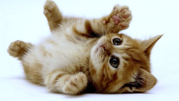 Cute Kitten Backgrounds High Resolution.