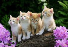 Cute Kitten Backgrounds for Desktop.