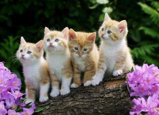 Cute Kitten Backgrounds for Desktop.