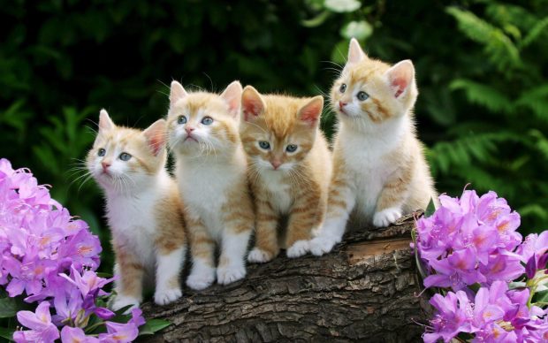 Cute Kitten Backgrounds for Desktop.