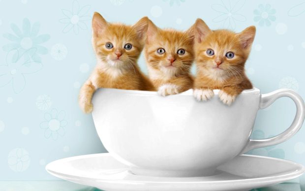 Cute Kitten Backgrounds for PC.
