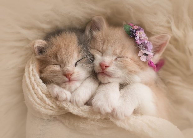 Cute Kitten Backgrounds for Windows.