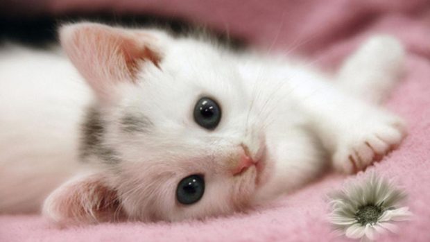 Cute Kitten Desktop Background.