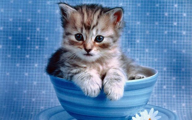 Cute Kitten Desktop Image.