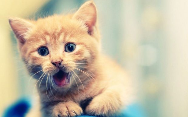 Cute Kitten Desktop Wallpaper.