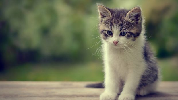 Cute Kitten HD Wallpaper.
