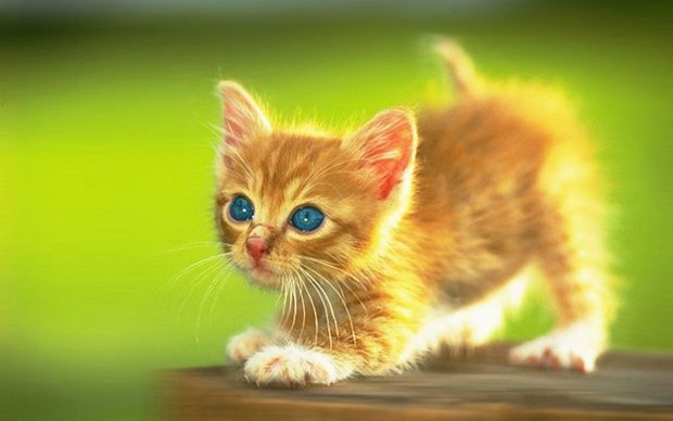 Cute Kitten Image.