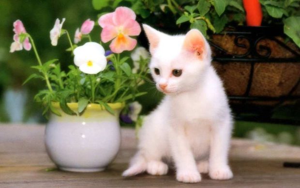 Cute Kitten Pictures.