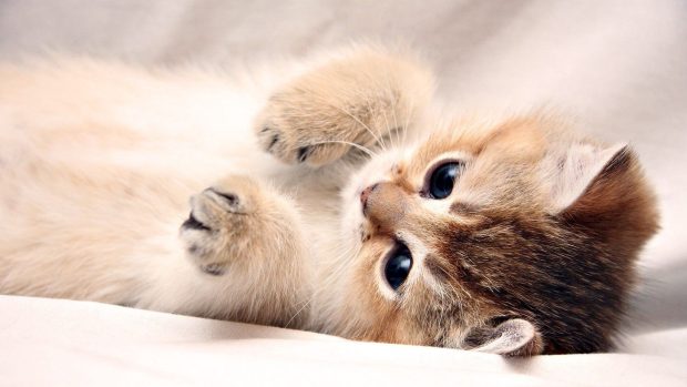 Cute Kitten Wallpaper 1080p.
