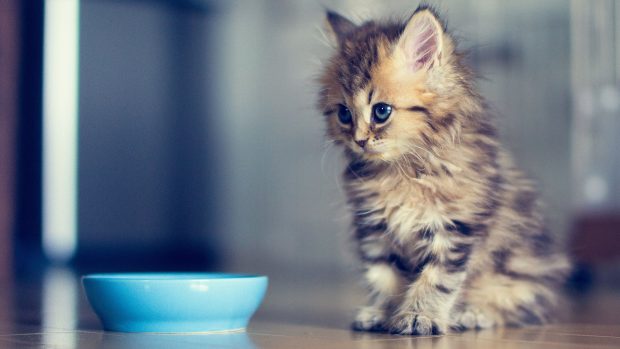 Cute Kitten Wallpaper 1920x1080.