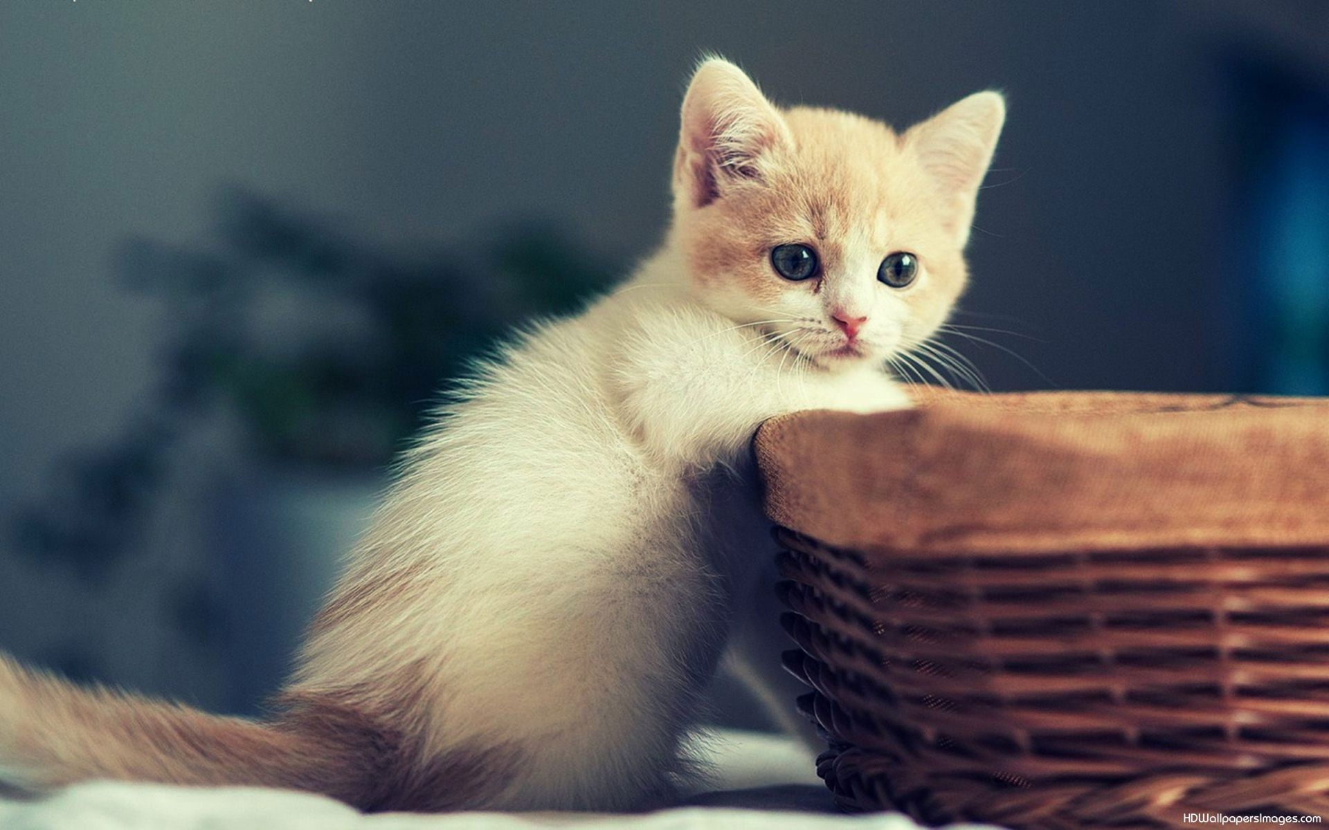 cute kittens wallpapers for desktop