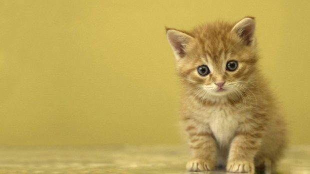 Cute Kitten Wallpaper Desktop.