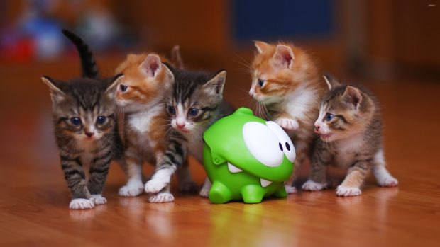 Cute Kitten Wallpaper Free Download.