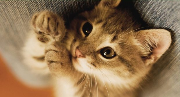 Cute Kitten Wallpaper HD.