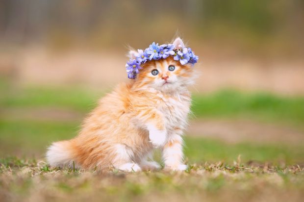 Cute Kitten Wallpaper HD.