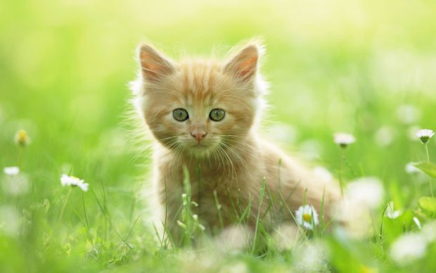 Cute Kitten Wallpaper HD Free download.