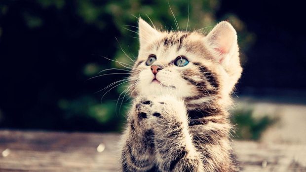 Cute Kitten Wallpaper High Resolution.