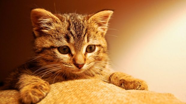 Cute Kitten Wallpaper for Desktop.