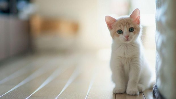 Cute Kitten Wallpaper for PC.