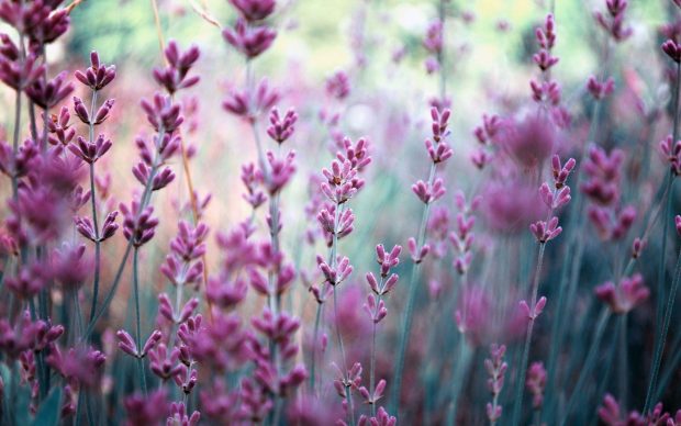 Cute Lavender Background.