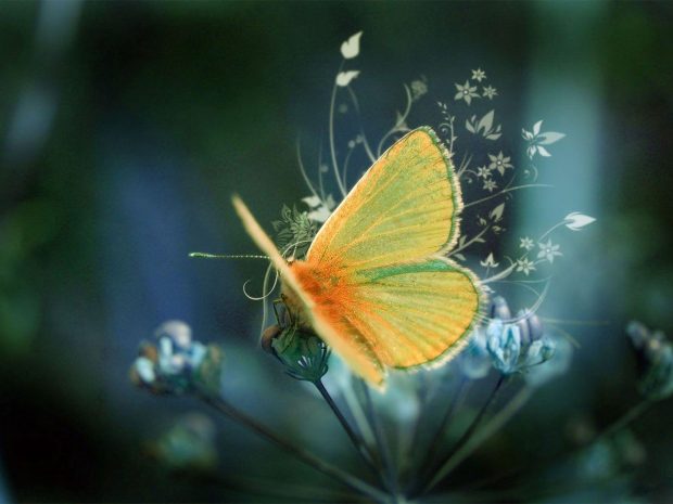 Cute Live Wallpaper Butterfly.