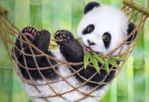 Cute Panda Wallpaper Cute Sleep.