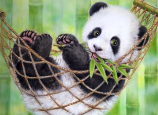 Cute Panda Wallpaper Cute Sleep.