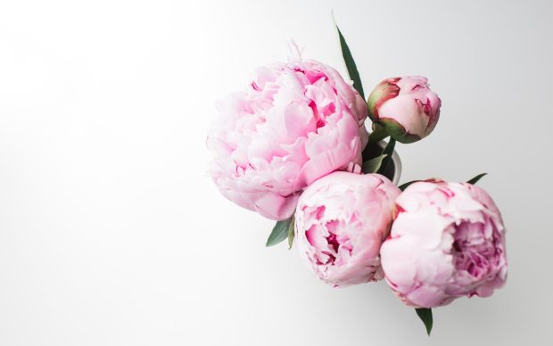 Cute Peony Wallpaper HD.