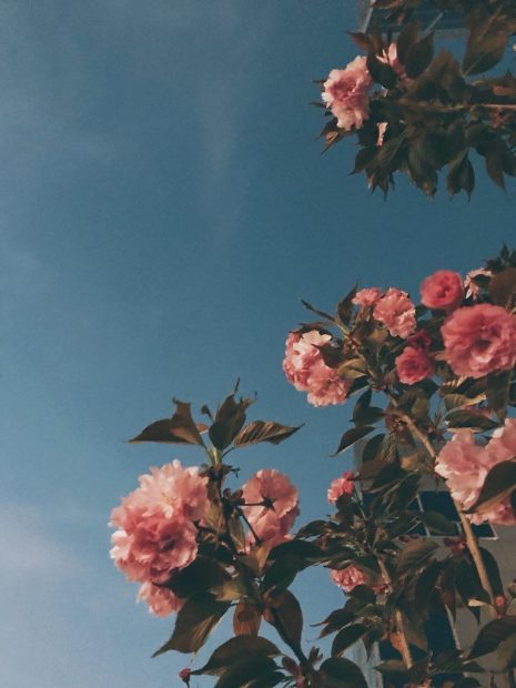 Cute Phone Backgrounds Flower.