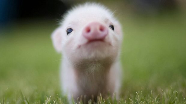 Cute Pig Background.