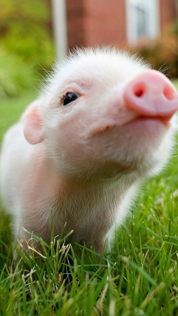 Cute Pig Image Free Download.