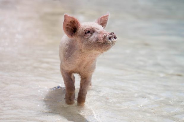 Cute Pig Photo.