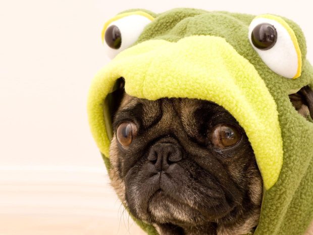 Cute Pug Wallpaper HD.