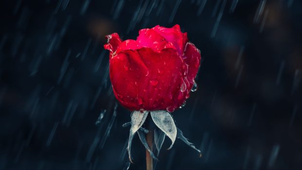 Cute Rose Background.