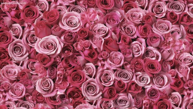 Cute Rose Gold Wallpaper Aesthetic Flower.