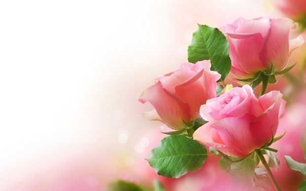 Cute Roses Wallpaper HD.