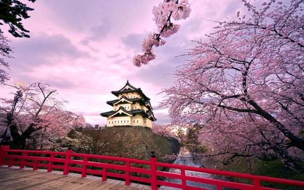 Cute Sakura Wallpaper HD.