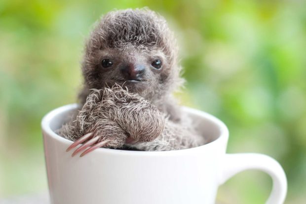 Cute Sloth Wallpaper HD.