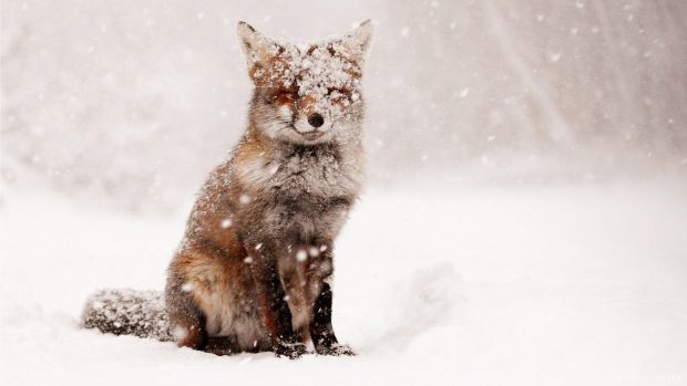 Cute Snow Desktop Wallpaper.