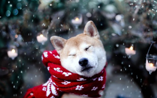 Cute Snow Wallpaper Desktop HD Dog.