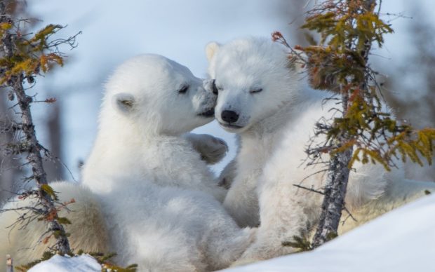 Cute Snow Wide Screen Wallpaper HD.