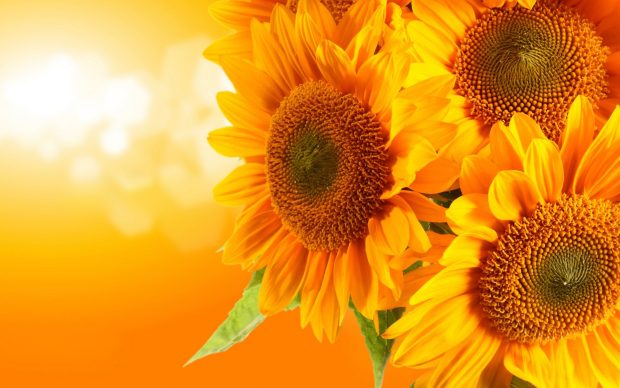 Cute Sunflower Background.