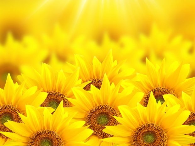 Cute Sunflower Background.