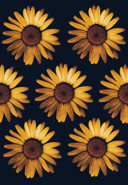 Cute Sunflower Background Black Gold.