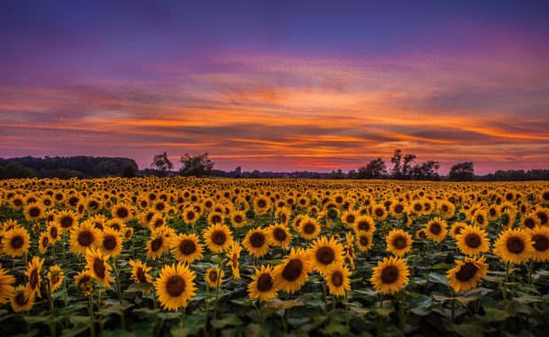 Cute Sunflower Background Desktop.